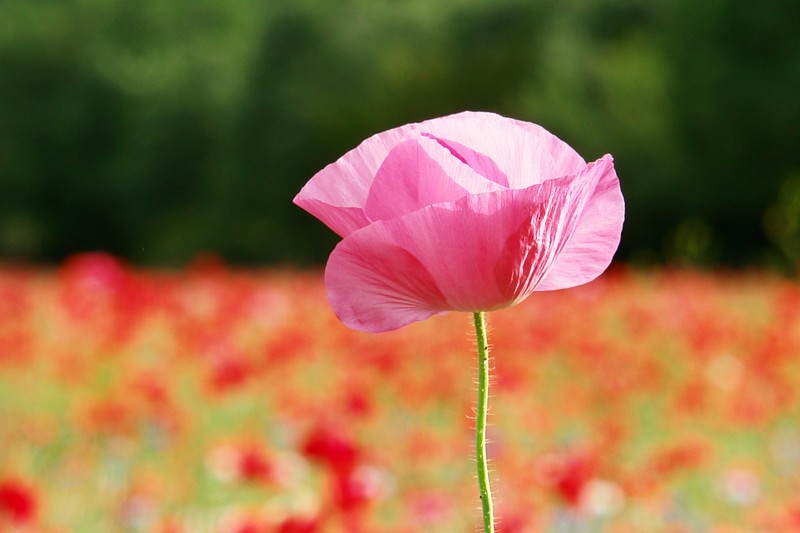 Journ&eacute;e de Saint-Valentin &agrave; Paris