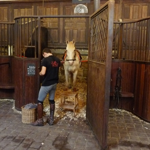 Visit Academy of equestrian arts